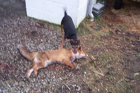 Tysk jagtterrier Tulle - Ha fik dig.. billede 4