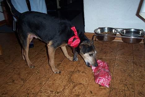 Tysk jagtterrier Tulle - Hmm er det mon pølser.. Yes det var det... billede 5
