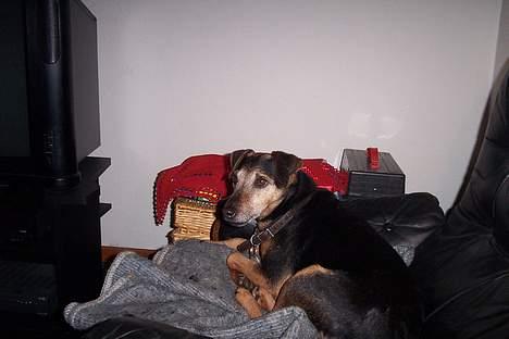 Tysk jagtterrier Tulle - PuuH en hård juleaften med alle de pølser.. hehe billede 6