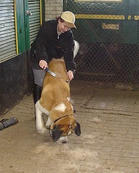 Sankt bernhardshund Mozart billede 2