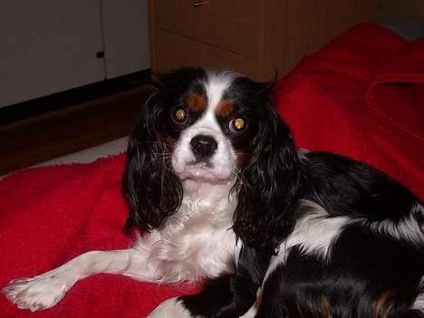 Cavalier king charles spaniel Birkedal's Mille - Billede fra feb 2005 billede 7