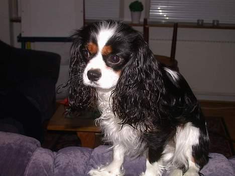 Cavalier king charles spaniel Birkedal's Mille - Billede fra feb 2005 billede 8