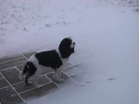 Cavalier king charles spaniel Birkedal's Mille - Billede fra feb 2005 billede 9