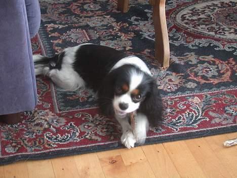 Cavalier king charles spaniel Birkedal's Mille - Billede fra feb 2005 billede 10