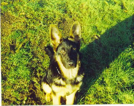 Schæferhund Bjørn billede 9