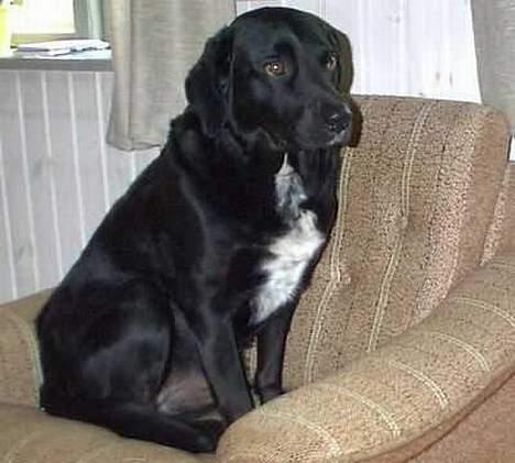 Labrador retriever Timmo - Her sidder Timmo så i hans helt egen stol, men han bruger den ikke særlig tit billede 1