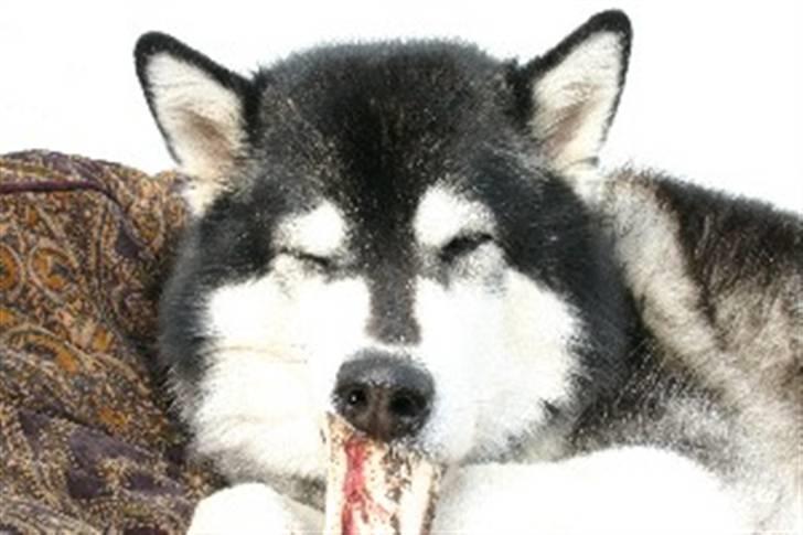 Alaskan malamute Nuna - jeg kan bare ikke stå for de øjne og hun ved det billede 1