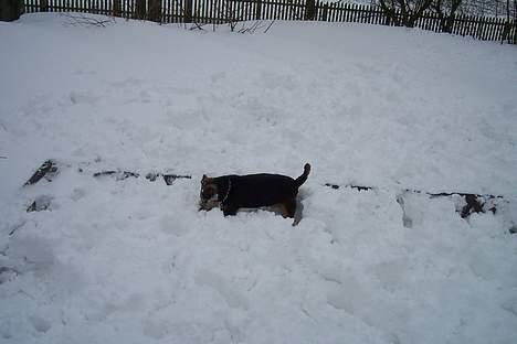 Tysk jagtterrier Tulle - Jeg ved der er en mus.. Jeg ska ha den gravet op.. billede 7
