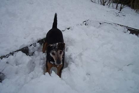 Tysk jagtterrier Tulle - Hva siger du Winnie er der ikke nogen mus.. Ha du lyver... billede 8