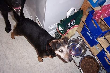 Tysk jagtterrier Tulle - Øvv jeg må heller aldrig grave til jeg finder den. Mig: men Tulle der var ingen.. Tille: Hmpf.. Var nød til at bære hende ind.. hehe billede 9