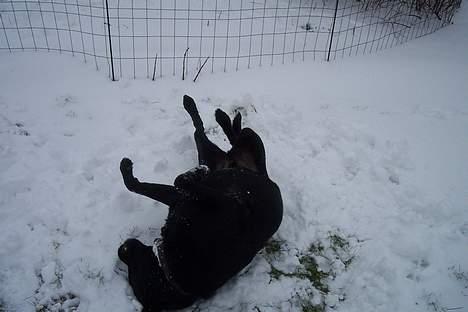 Labrador retriever Trold *Død* - Rulle Rulle.. Skøøøønt.. billede 9