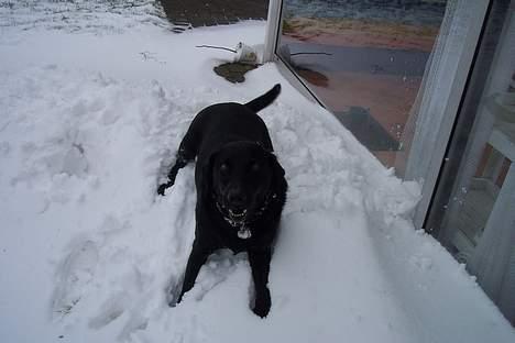 Labrador retriever Trold *Død* - Nu er jeg stor.. ligger på en kæmpe snedrive.. det er sjovt.. billede 10