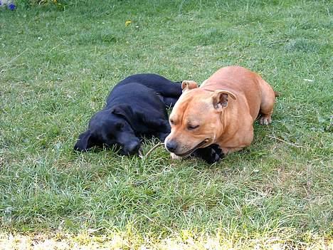 Blanding af racer freja billede 6