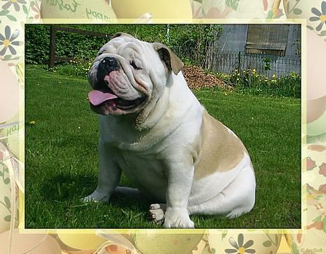 Engelsk bulldog Rambo Millefiori billede 1