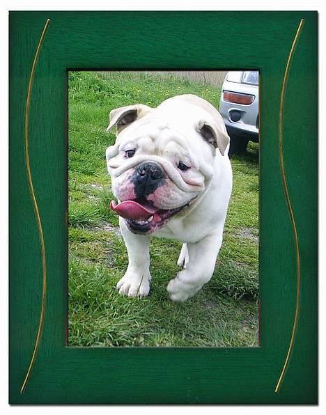 Engelsk bulldog Rambo Millefiori billede 2