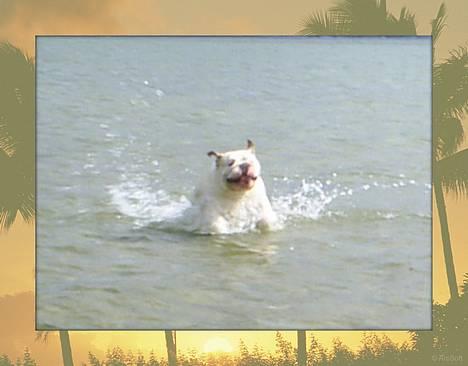 Engelsk bulldog Rambo Millefiori - Min aller første tur på stranden.... billede 3