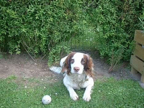 Engelsk springer spaniel Fiffi - Det er så min dejlige hund ude i haven med sin elskede bold ved siden af sig  billede 1