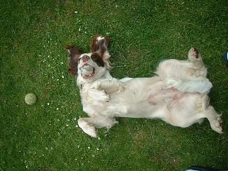 Engelsk springer spaniel Fiffi - Min smukke batmand hund, med ørene flyvende ud til siden billede 2