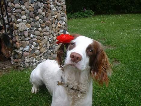 Engelsk springer spaniel Fiffi - Det er helt iorden med en rose i håret, når man skal se pæn ud billede 3
