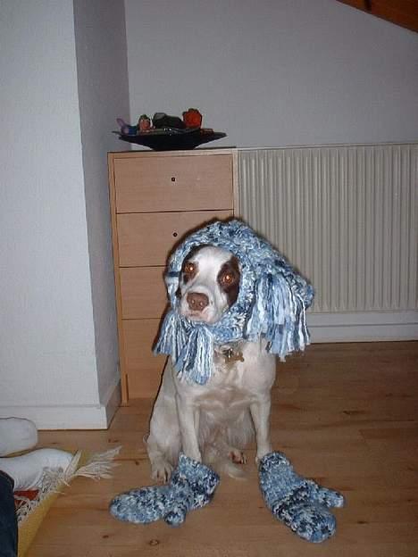 Engelsk springer spaniel Fiffi - Så er jeg klar til at komme ud i sneen billede 4