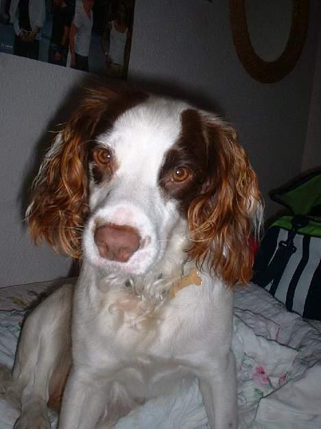 Engelsk springer spaniel Fiffi - Det er iorden at stene, bare ikke for tit billede 5