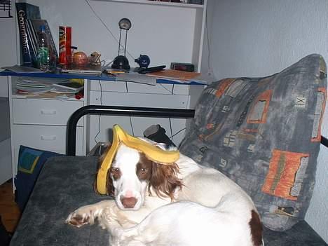 Engelsk springer spaniel Fiffi - Hovsa, hvordan er den bananskrald mon landet der????? billede 6