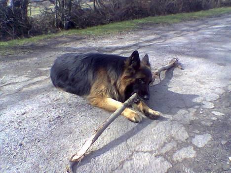 Schæferhund Bamse Heok´s Marko RIP - godt så ...når du ikke kaster bliver den spist billede 4