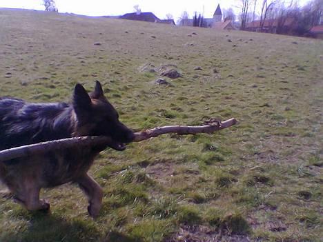 Schæferhund Bamse Heok´s Marko RIP - fuld fart på billede 5