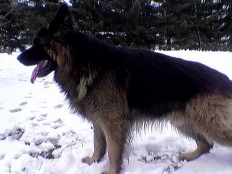 Schæferhund Bamse Heok´s Marko RIP - så står vi pænt :o) billede 6