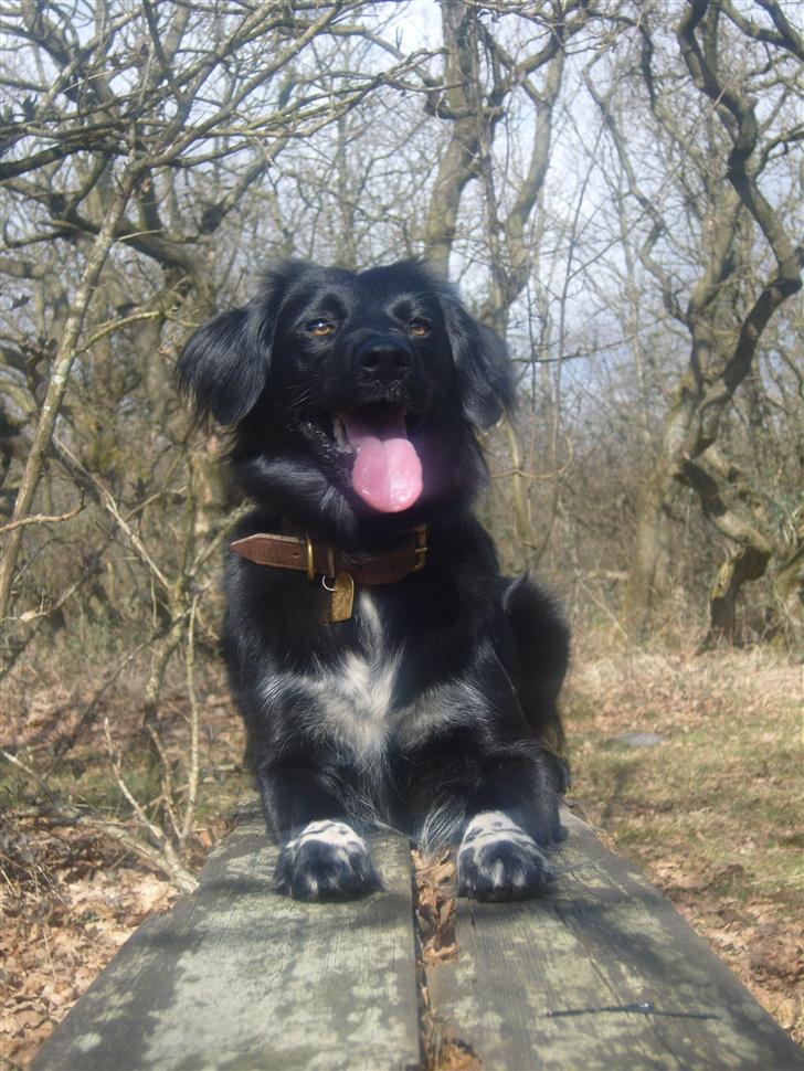 Blanding af racer Nemo - så smuk hun er. du betyder alt for mig billede 2