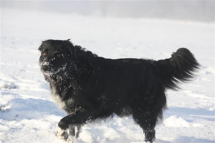 Blanding af racer Nemo - så dejlig.) billede 3