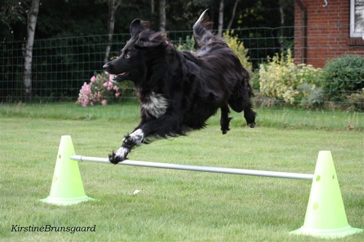 Blanding af racer Nemo billede 4