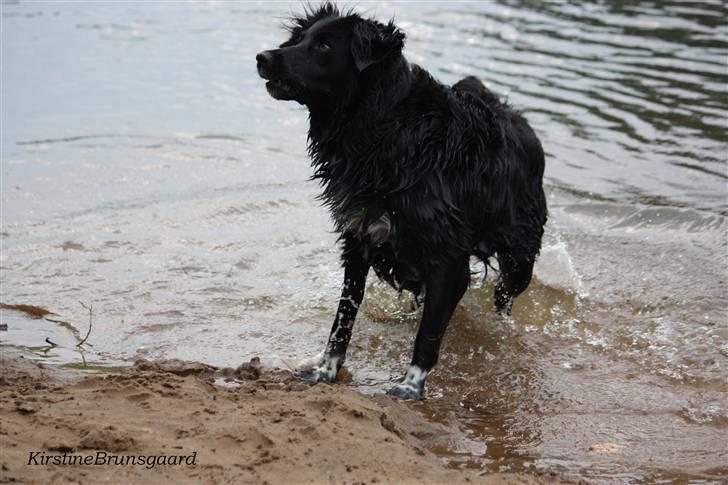 Blanding af racer Nemo billede 5