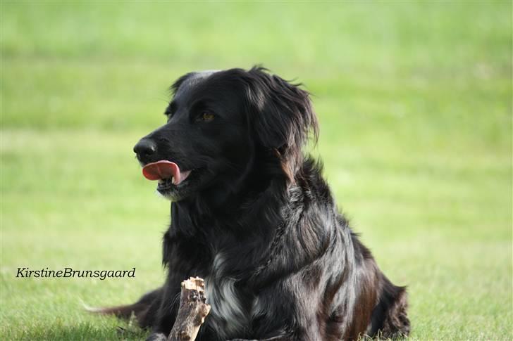 Blanding af racer Nemo - Lækker pind! billede 6