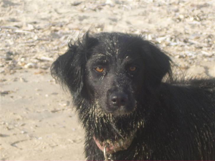 Blanding af racer Nemo - jeg er da en charmer.. billede 7