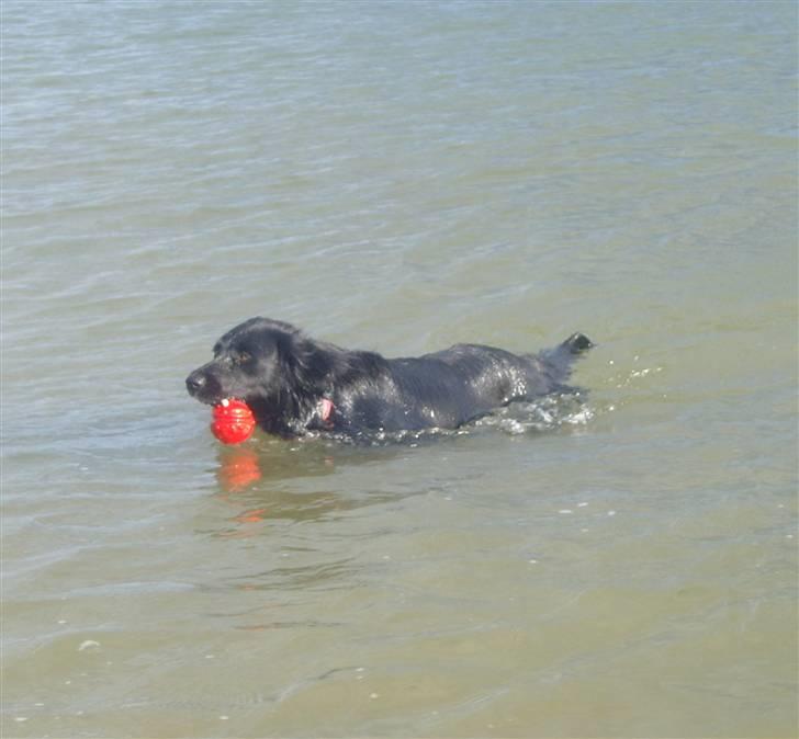 Blanding af racer Nemo billede 8