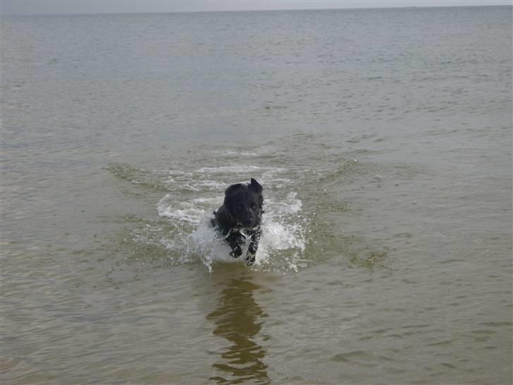 Blanding af racer Nemo billede 9