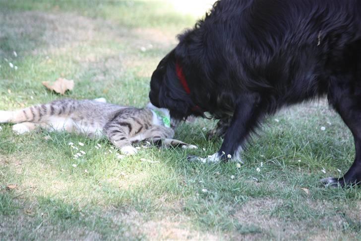 Blanding af racer Nemo - Nemo og hendes gode ven Leif. De kan godt lide hinanden de to ;-) billede 10