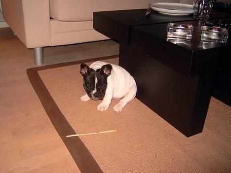 Fransk bulldog Kenzo - hygger på det nye tæppe. billede 2