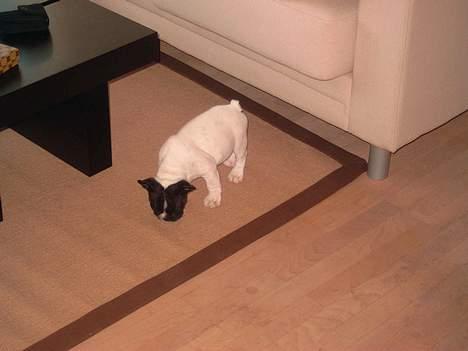 Fransk bulldog Kenzo - nyt tæppe, skal tjekkes ud. billede 3