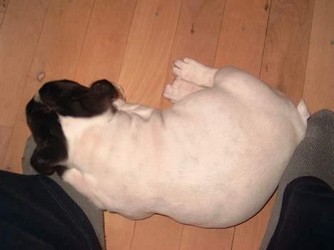 Fransk bulldog Kenzo - meget træt. billede 4