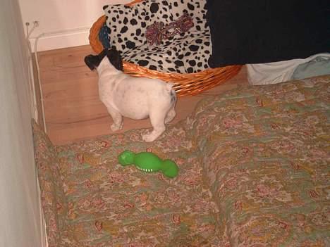 Fransk bulldog Kenzo - snusser til kurven billede 7