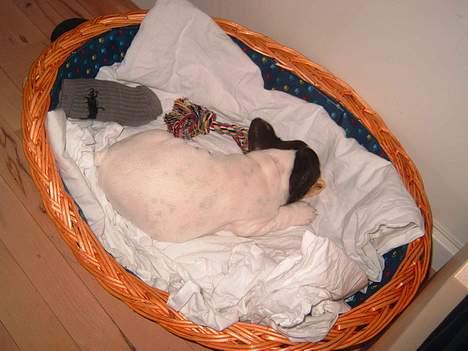 Fransk bulldog Kenzo - sover i kurven billede 8
