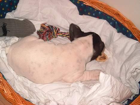 Fransk bulldog Kenzo - sover lidt mere billede 9