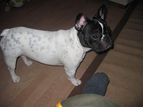 Fransk bulldog Kenzo - er vagtsom billede 10