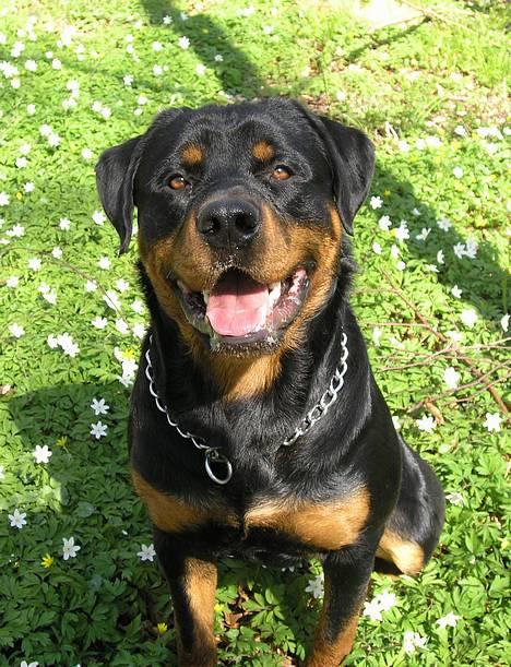 Rottweiler Budda billede 5