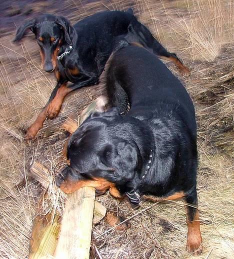 Rottweiler Budda - Budda & Shiva -----  hans bedste veninde ;-) billede 7
