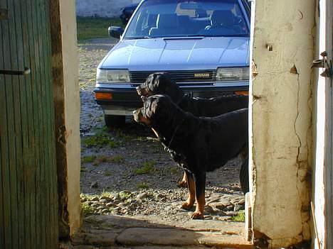 Rottweiler Merlot - her står mor og datter!! hihi billede 10
