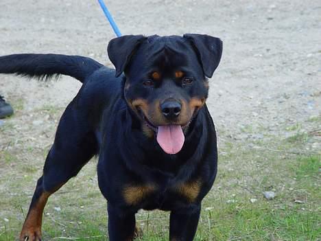 Rottweiler phebe billede 1