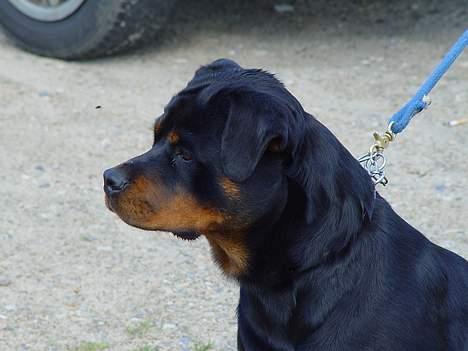 Rottweiler phebe billede 2